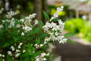 筥崎宮花庭園の季節の花の写真