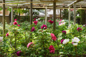 筥崎宮花庭園の牡丹の写真