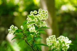 筥崎宮花庭園の季節の花の写真