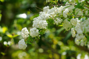 筥崎宮花庭園の季節の花の写真
