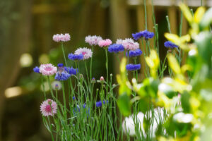 筥崎宮花庭園の季節の花の写真