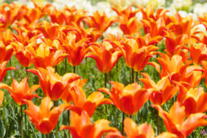 海の中道海浜公園のチューリップの写真