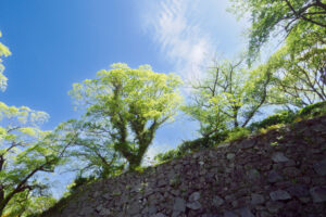 舞鶴公園の新緑の写真