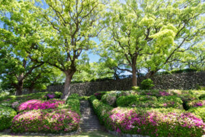 舞鶴公園の新緑の写真