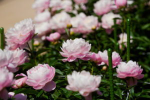 舞鶴公園の芍薬の写真