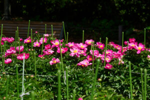 舞鶴公園の芍薬の写真
