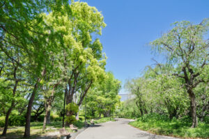 舞鶴公園の新緑の写真
