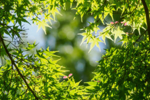 舞鶴公園の新緑の写真