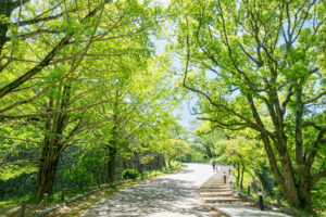 舞鶴公園の新緑の写真