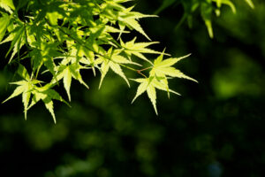 舞鶴公園の新緑の写真