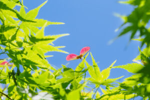 舞鶴公園の新緑の写真
