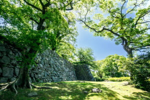 舞鶴公園の新緑の写真