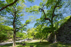 舞鶴公園の新緑の写真
