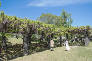 舞鶴公園の藤の写真