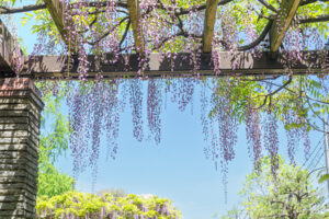 舞鶴公園の藤の写真