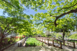 舞鶴公園の新緑の写真