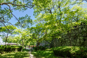 舞鶴公園の新緑の写真