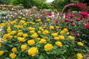 福岡市植物園のバラの写真