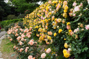 福岡市植物園のバラの写真