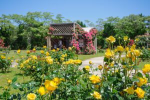 海の中道海浜公園のバラの写真
