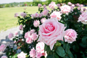 駕与丁公園のバラの写真
