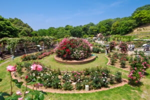 響灘緑地グリーンパークのバラの写真