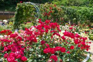 響灘緑地グリーンパークのバラの写真