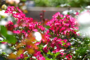 響灘緑地グリーンパークのバラの写真