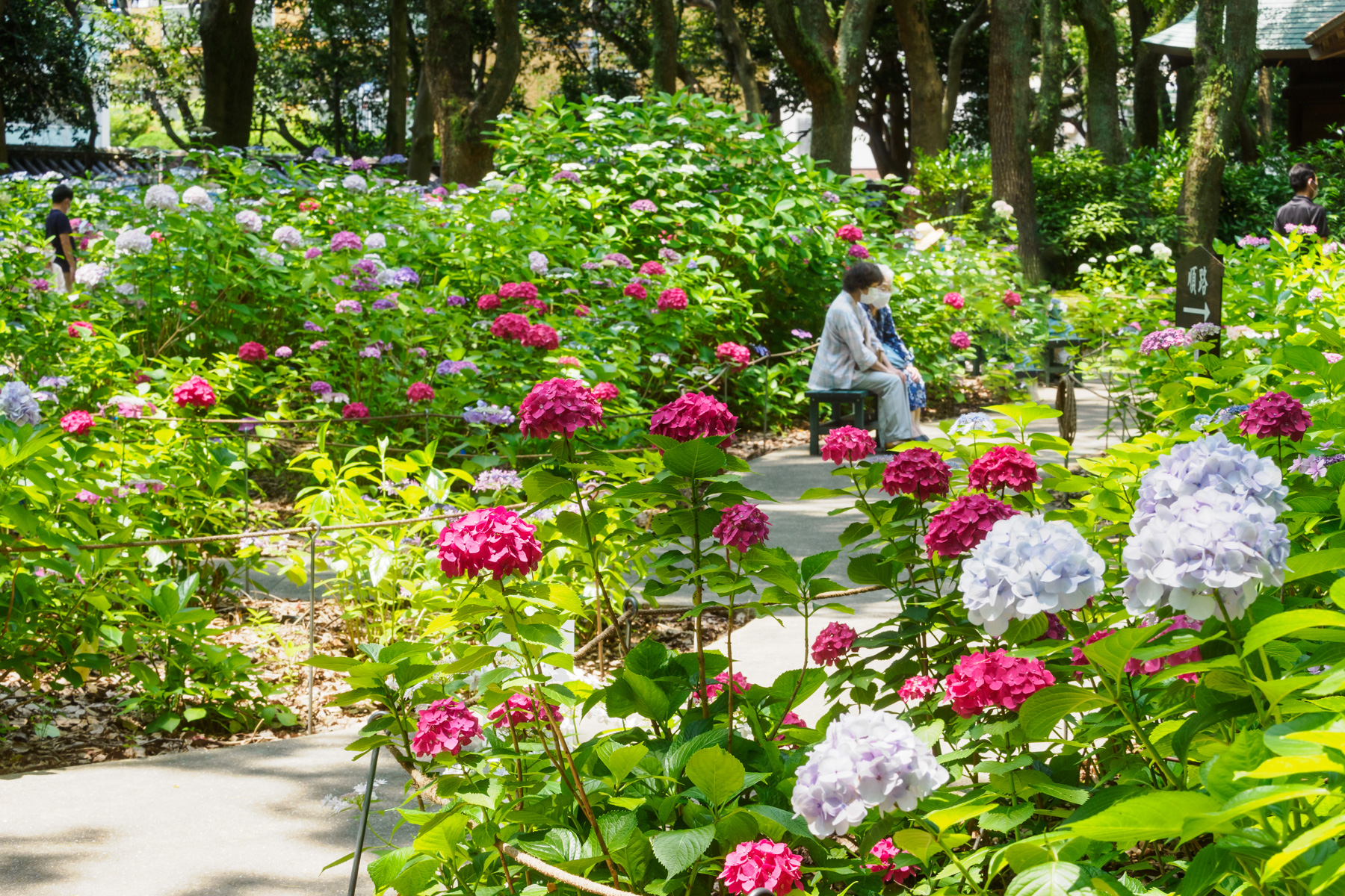 紫陽花 筥崎宮あじさい苑（2023年6月15日） | 花の時間｜写真集