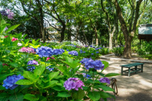 筥崎宮あじさい苑の紫陽花の写真