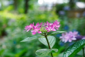 筥崎宮あじさい苑の紫陽花の写真