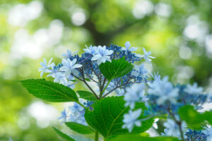 筥崎宮あじさい苑の紫陽花の写真