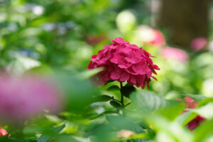 筥崎宮あじさい苑の紫陽花の写真
