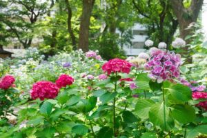 筥崎宮あじさい苑の紫陽花の写真