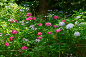 筥崎宮あじさい苑の紫陽花の写真