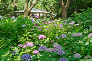 筥崎宮あじさい苑の紫陽花の写真