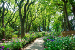 筥崎宮あじさい苑の紫陽花の写真