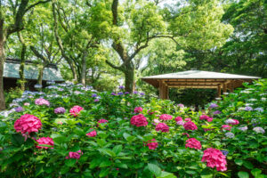 筥崎宮あじさい苑の紫陽花の写真