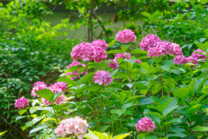 筥崎宮あじさい苑の紫陽花の写真