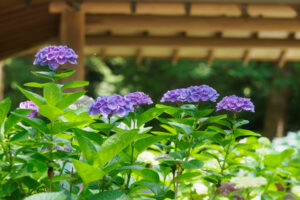 筥崎宮あじさい苑の紫陽花の写真
