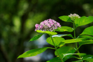 筥崎宮あじさい苑の紫陽花の写真