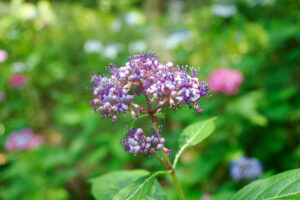 筥崎宮あじさい苑の紫陽花の写真