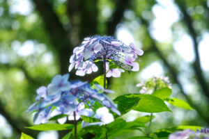 筥崎宮あじさい苑の紫陽花の写真
