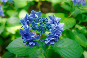 筥崎宮あじさい苑の紫陽花の写真