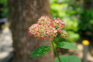 筥崎宮あじさい苑の紫陽花の写真