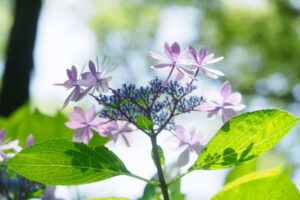 筥崎宮あじさい苑の紫陽花の写真
