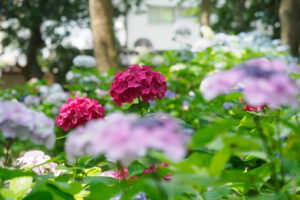 筥崎宮あじさい苑の紫陽花の写真