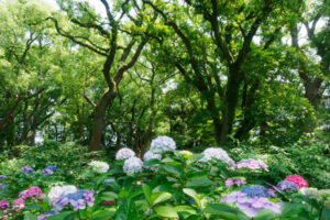 筥崎宮あじさい苑の紫陽花の写真