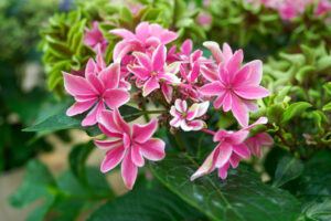 筥崎宮あじさい苑の紫陽花の写真