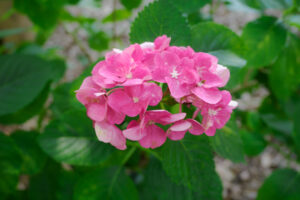 筥崎宮あじさい苑の紫陽花の写真